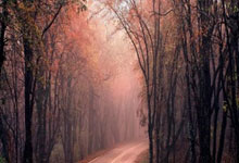 泰勒·亞當斯體檢不通過 切爾西叫停交易!.